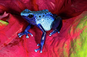 Images Dated 14th September 2024: Blue dart frog, Surinam