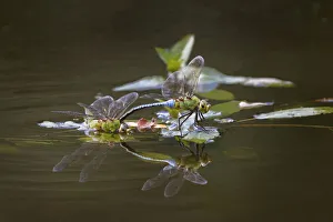 Mating Prints: Blue dasher dragonflies mating, Creasey Mahan Nature Preserve, Kentucky