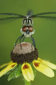 Images Dated 26th June 2006: Blue Dasher, Pachydiplax longipennis, female on Clasping-leaved Coneflower(Dracopis amplexicaulis)
