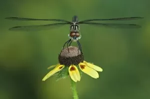 Blue Dasher, Pachydiplax longipennis, female on Clasping-leaved Coneflower(Dracopis amplexicaulis)
