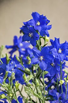 Images Dated 27th February 2018: Blue Delphinium, USA