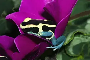Blue Dyeing Dart Frog (Dendrobates tinctorius patricia), native to Surinam