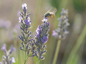 Lavender Prints: Blue-eyed, digger, long-horned bee on lavender flowers, New Mexico