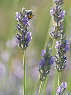 Lavender Prints: Blue-eyed, digger, long-horned bee on lavender flowers, New Mexico