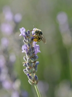 Lavender Prints: Blue-eyed, digger, long-horned bee on lavender flowers, New Mexico
