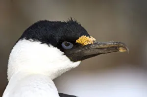 Images Dated 28th January 2005: A blue-eyed shag in Antarctica