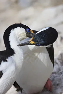 Antarctica Prints: Blue-eyed shag family, Paulet Island, Antarctica