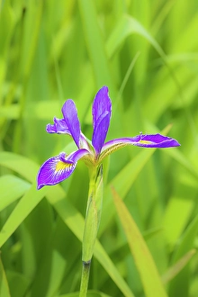 Images Dated 10th June 2024: Blue flag iris in wetland, Marion County, Illinois