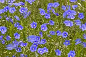 Medora Prints: blue Flax in the wind in the Little Missouri National Grasslands, North Dakota, USA