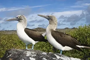 Images Dated 29th May 2008: Blue-footed booby courtship (Sula nebouxii excisa) Punta Cevallos, Espanola or