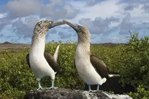 Sea Bird Prints: Blue-footed booby courtship (Sula nebouxii excisa) Punta Cevallos, Espaaa'ola