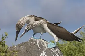 Blue-footed booby courtship (Sula nebouxii excisa) Punta Cevallos, Espanola or Hood Island Island