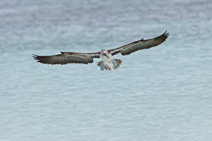 South America Prints: Blue-footed booby diving for fish, San Cristobal Island, Galapagos Islands, Ecuador