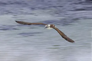 San Cristobal Island Prints: Blue-footed booby diving for fish, San Cristobal Island, Galapagos Islands, Ecuador