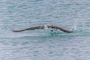 Blue-footed booby diving for fish, San Cristobal Island, Galapagos Islands, Ecuador