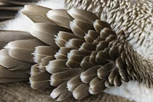 Blue-footed booby feather pattern, Ecuador, Floreana Island, Galapagos Isalnds
