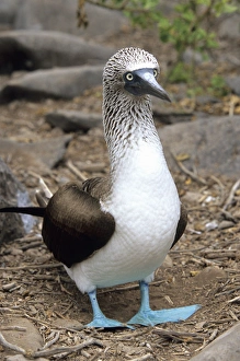Blue-footed booby Isla Espanola, Galapagos Islands, Ecuador, South America