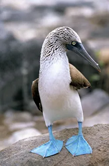 Blue-footed booby Isla Espanola, Galapagos Islands, Ecuador, South America