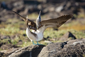 Plumage Prints: Blue-footed booby spreading the wings. Galapagos Islands, Ecuador