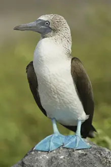 Images Dated 20th January 2010: Blue-footed booby (Sula nebouxii excisa) Punta Cevallos, Espaaa'ola or Hood Island
