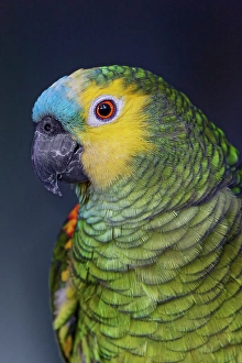 Parrot Prints: Blue fronted Amazon parrot
