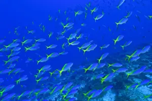 Blue-Gold Fusiliers (Caesio teres) Raja Ampat region of Papua (formerly Irian Jaya)