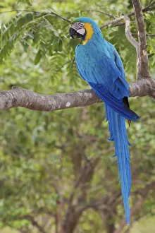 Images Dated 21st September 2017: Blue and gold macaw