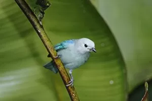Images Dated 13th December 2006: Blue-gray Tanager, Thraupis episcopus, adult perched on banana plant, Central Valley