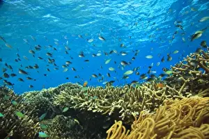 Blue-green Chromis (Chromis virida) schooling near Acropora coral reef, Wetar Island