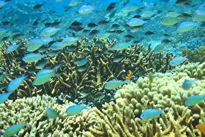 Indo Pacific Prints: Blue-green Chromis (Chromis virida) schooling near Acropora coral reef, Wetar Island