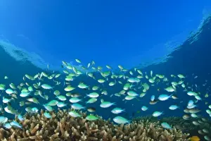 Blue-green Damselfish (Chromis viridis) near hard corals, Palau, Micronesia, Rock Islands