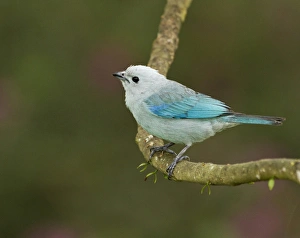 Images Dated 23rd February 2012: Blue-grey tanager (Thraupis episcopus), Cayo district, Belize