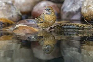 Bathing Prints: Blue grosbeak. bathing, Rio Grande Valley, Texas