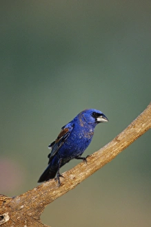 Migration Prints: Blue Grosbeak (Guiraca caerulea) male, Starr Co. TX