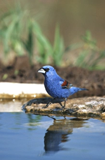 Migration Prints: Blue Grosbeak (Guiraca caerulea) male at water, Starr Co. TX