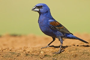 Heat Prints: Blue Grosbeak (Guirana caerulea) adult male at pond, south Texas