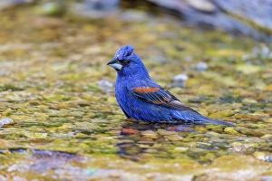 Images Dated 10th June 2024: Blue grosbeak male bathing, Marion County, Illinois