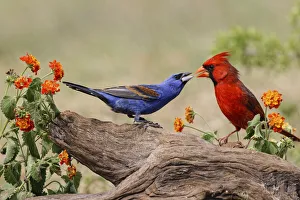 Aggression Prints: Blue grosbeak and male Northern cardinal fighting. Rio Grande Valley, Texas