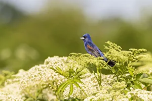 Blue grosbeak male perched on American black elderberry, Marion County, Illinois