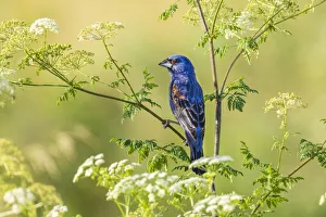 Images Dated 2nd November 2021: Blue grosbeak male perched on poison hemlock, Marion County, Illinois
