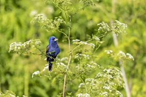 Blue grosbeak male perched on poison hemlock, Marion County, Illinois