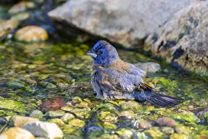 Animal Prints: Blue Grosbeak (Passerina caerulea) male bathing Marion County, Illinois