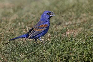 Blue grosbeak. Rio Grande Valley, Texas