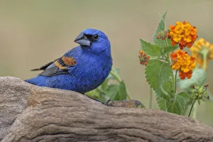 Blue grosbeak. Rio Grande Valley, Texas