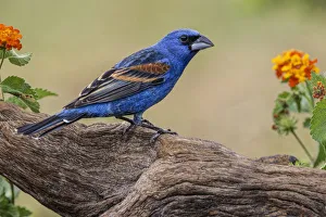 Blue grosbeak. Rio Grande Valley, Texas