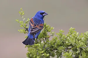 Blue grosbeak. Rio Grande Valley, Texas