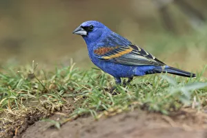 Blue grosbeak. Rio Grande Valley, Texas