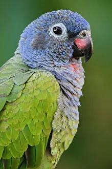 Biology Prints: Blue-headed Parrot (Pionus menstruus), CAPTIVE, Amazon Rainforest, ECUADOR. South America