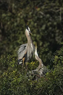 Blue Heron Prints: Blue Heron nest, Venice, Florida