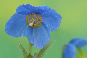 Images Dated 1st May 2005: Blue Himalayan Poppy just after a rain in our garden Sammamish, Washington